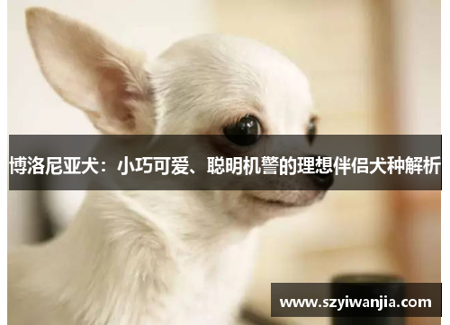 博洛尼亚犬：小巧可爱、聪明机警的理想伴侣犬种解析